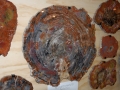 petrified_wood_10