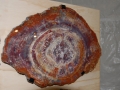 petrified_wood_12