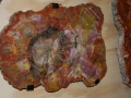 petrified_wood_14