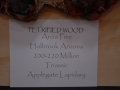 petrified_wood_16