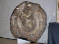 petrified_wood_3