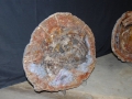 petrified_wood_4