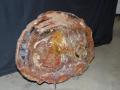 petrified_wood_5