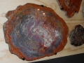 petrified_wood_8