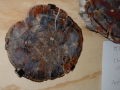 petrified_wood_9